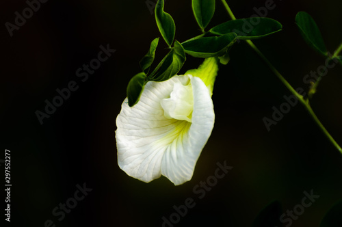 Single clitoria ternetia flower against black background