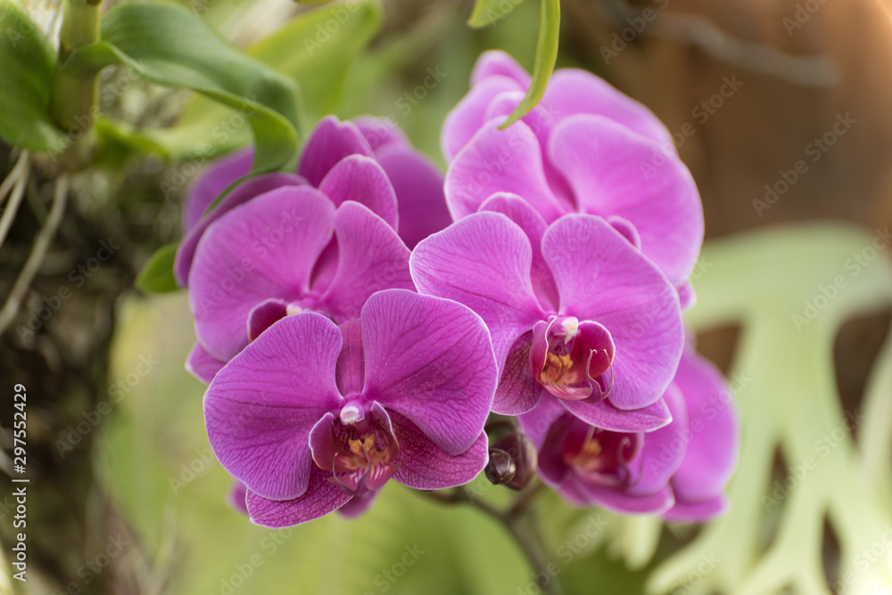 Obraz premium Bunch of pink orchids