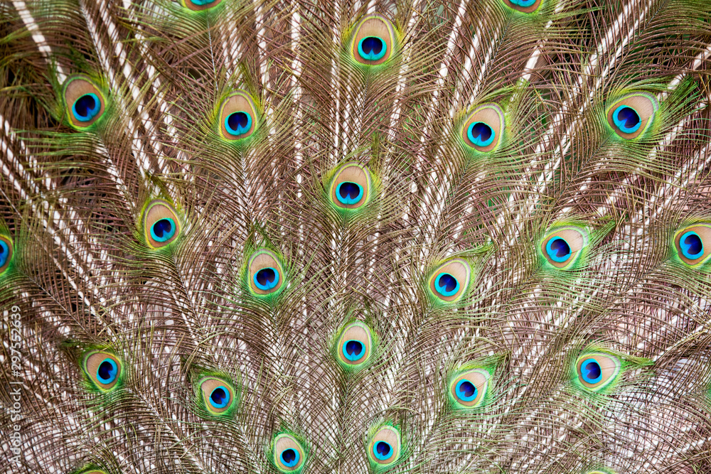 Obraz premium showy peacock