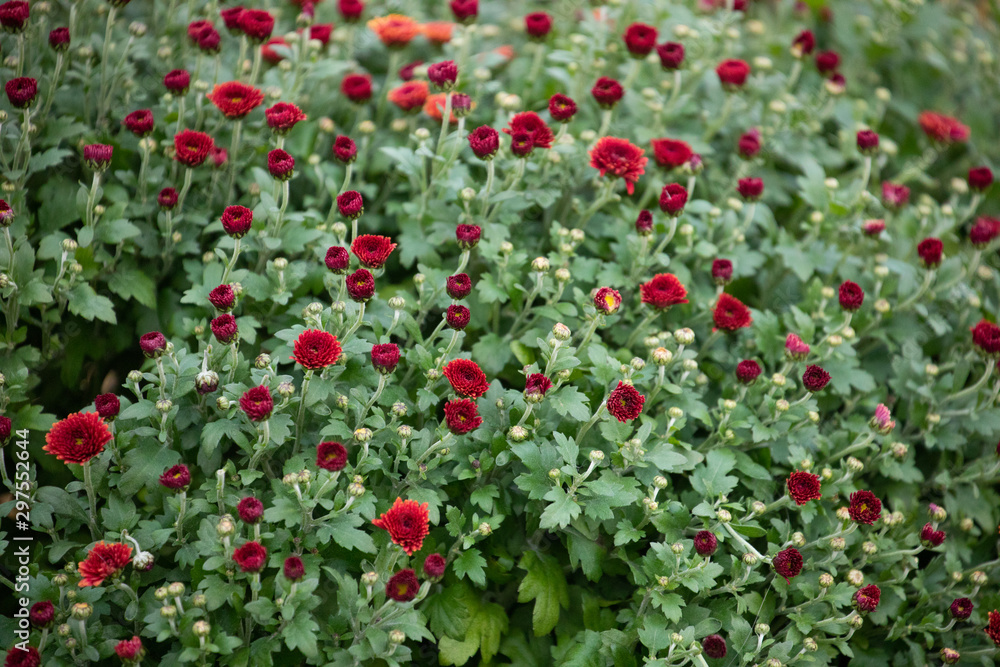 Many small flowers at the fair, red, Moscow