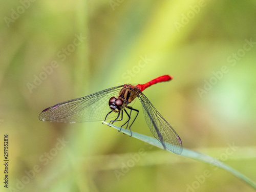 sympetrum risi yosico meadowhawk darter dragonfly 2 © Hanstography