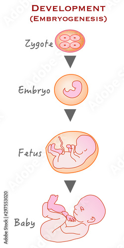 From zygote to infant.  Formation, development and growth stages. Zygote, embryo, fetus, baby. drawing vector illustration