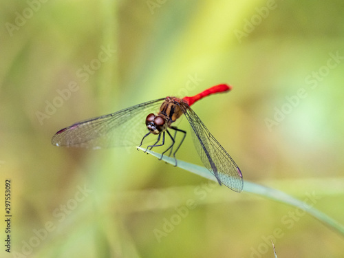 sympetrum risi yosico meadowhawk darter dragonfly 3