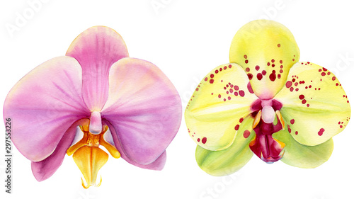 orchids on an isolated white background  botanical illustration  watercolor painting  hand drawing  tropical flowers set