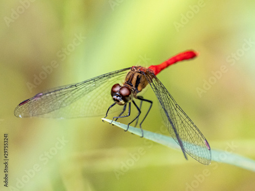 sympetrum risi yosico meadowhawk darter dragonfly 4 © Hanstography