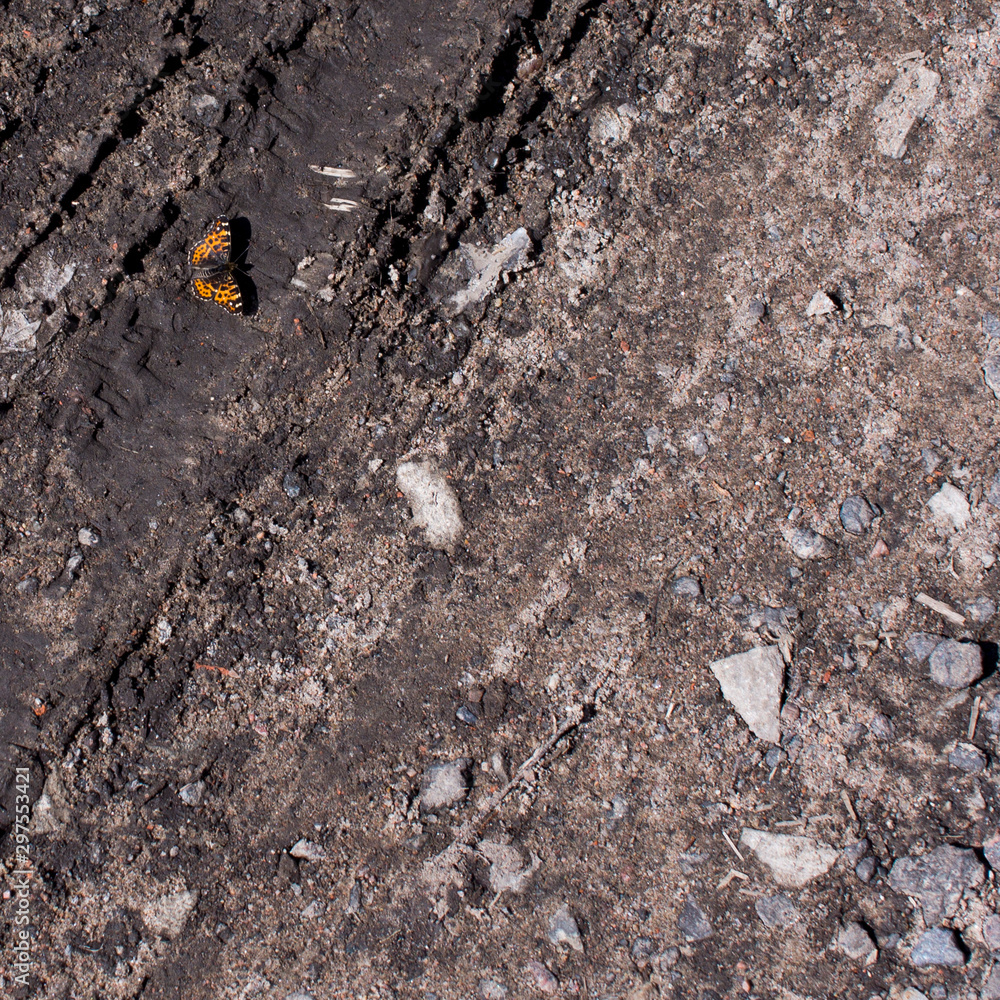 Silver-washed Fritillary Argynnis paphia butterfly on the ground