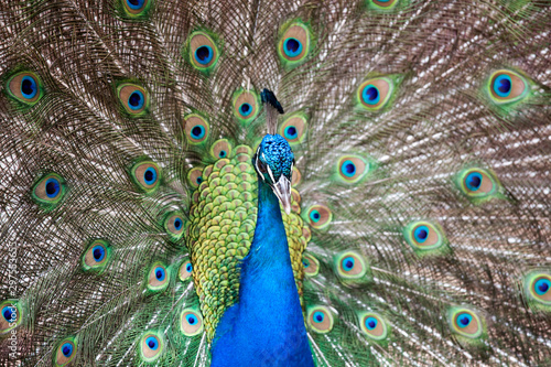 showy peacock