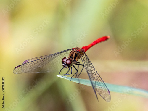sympetrum risi yosico meadowhawk darter dragonfly 6