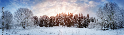 Pine trees in winter landscape at sunset