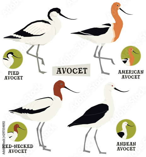 Birds collection Avocet birds Vector illustration Isolated object