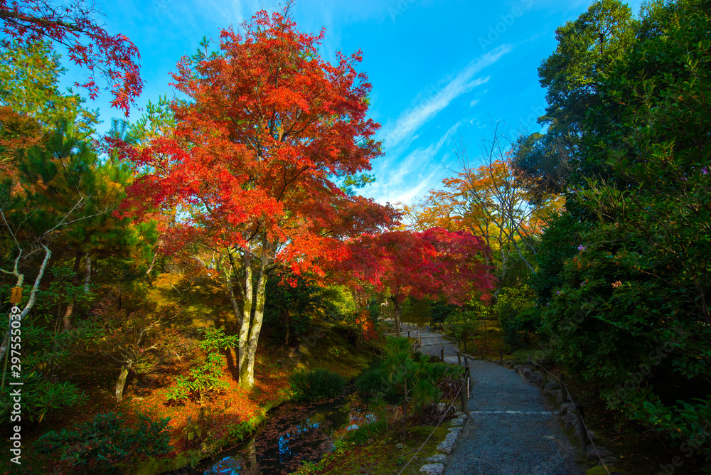 Obraz premium Shirakawago village in autumn with maple, Japan