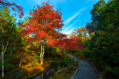 Shirakawago village in autumn with maple, Japan