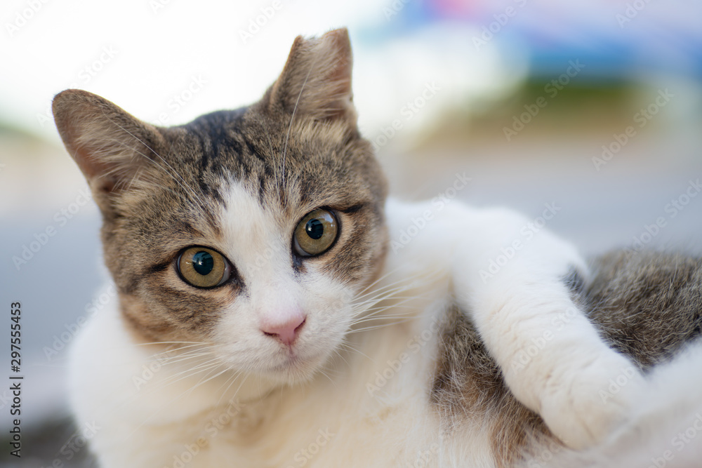 沖縄の野良猫