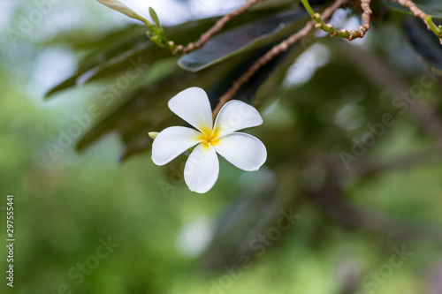 Cluster of white Plumeria flower on branch. beautiful flower. 