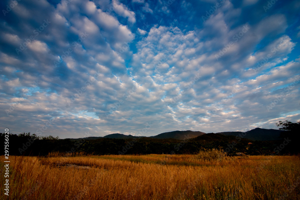 Golden grass field