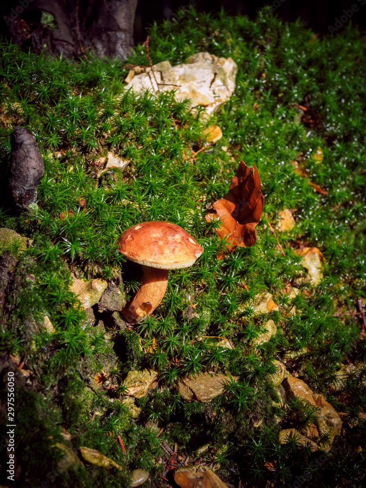 Fototapeta premium Wild mushroom Boletus Edulis growing in the forest