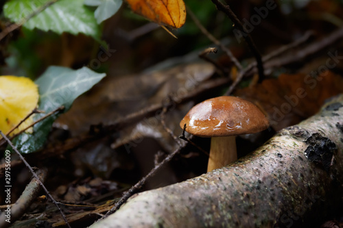 Wild mushroom Boletus Edulis growing in the forest photo