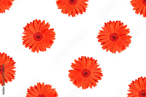 Texture or pattern red gerbera flower isolated on white background. For design. Flat lay, top view.