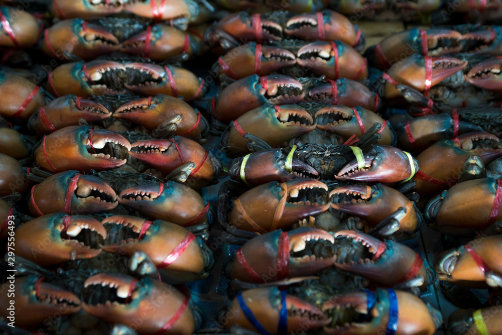 Row of many giant crabs  in market, fresh Seafood,