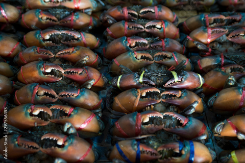Row of many giant crabs in market, fresh Seafood,