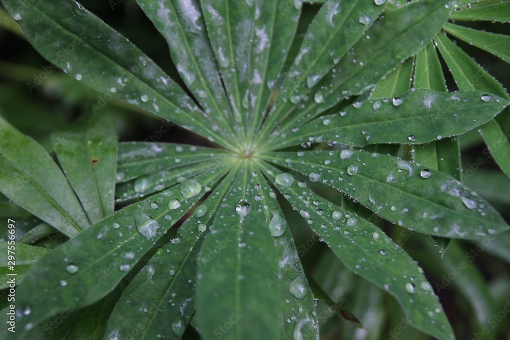 drops on green leaf drops on green leaf