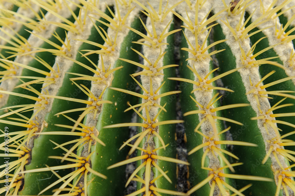 Detailaufnahme Schwiegermuttersitz (Echinocactus grusonii)