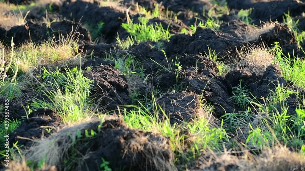 Fragment of plowed land with weed Fragment of plowed land with weed