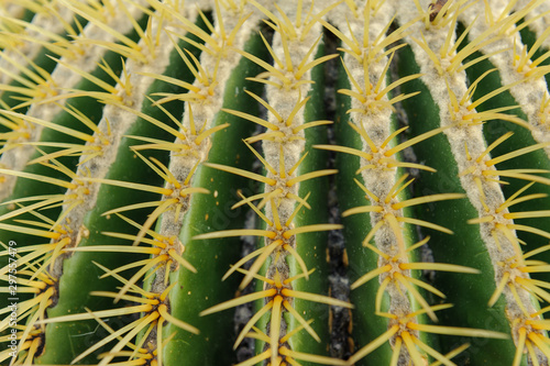 Detailaufnahme Schwiegermuttersitz (Echinocactus grusonii)