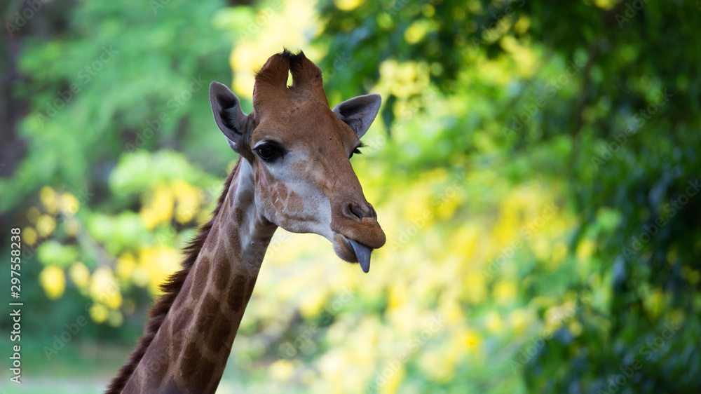 Obraz premium Giraffe