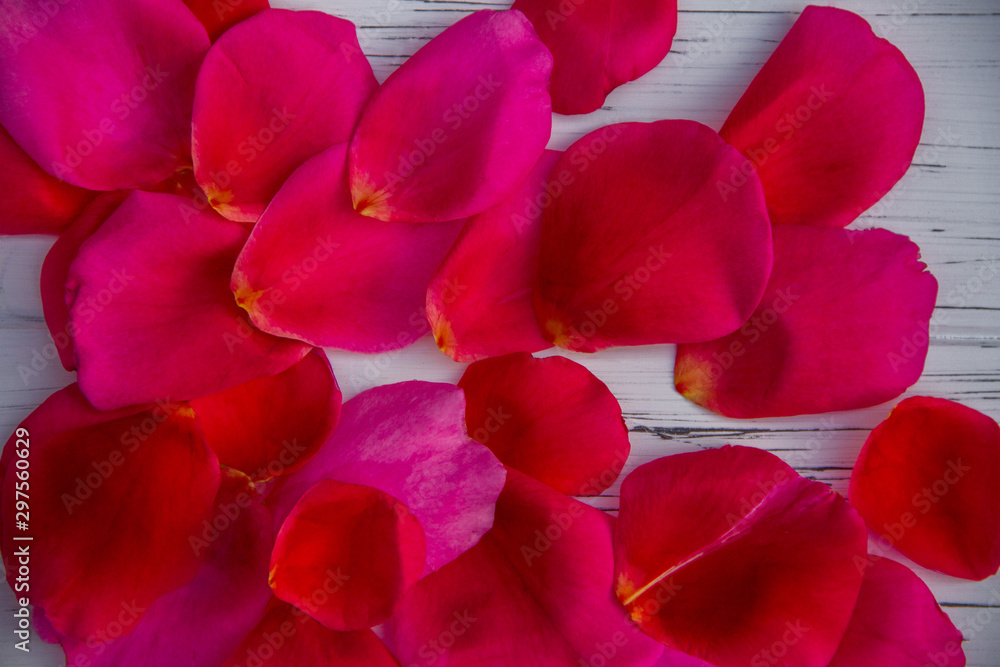 rose petals on a light wooden background. Looks like a background rose petals on a light wooden background. Looks like a background