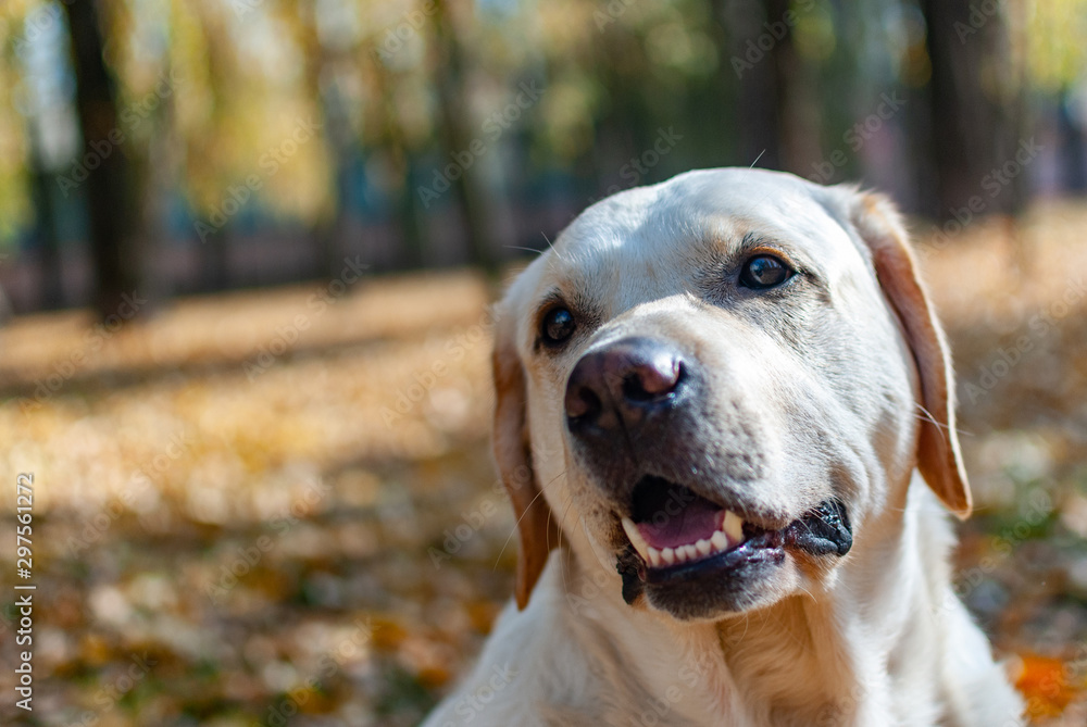 Labrador Retriever is watching intently on the background of yellowed leaves Labrador Retriever is watching intently on the background of yellowed leaves