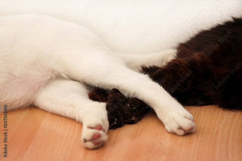 Part of black and white cats paws, close up. Sleep in room of apartment. Two dear sweet female cats enjoy on wooden cabinet in comfortably furniture, asleep and feeling happy in morning. Pet concept. Part of black and white cats paws, close up. Sleep in room of apartment. Two dear sweet female cats enjoy on wooden cabinet in comfortably furniture, asleep and feeling happy in morning. Pet concept.