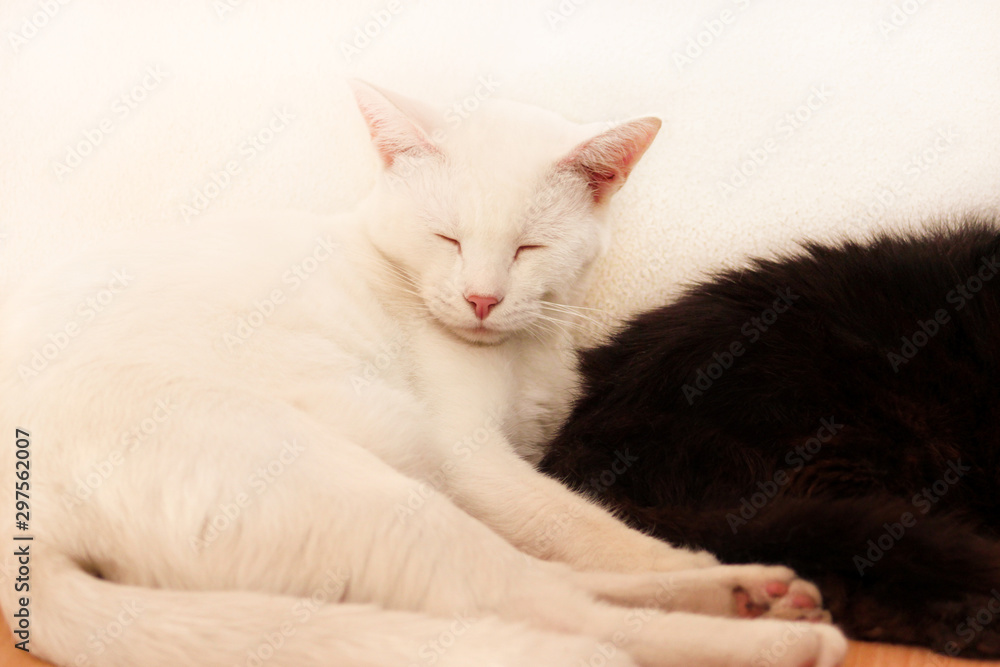 Black and white cats rest and sleep in living room of apartment. Two dear sweet female cats enjoy at home on wooden cabinet in comfortably furniture, asleep and feeling happy in morning. Pet concept. Black and white cats rest and sleep in living room of apartment. Two dear sweet female cats enjoy at home on wooden cabinet in comfortably furniture, asleep and feeling happy in morning. Pet concept.