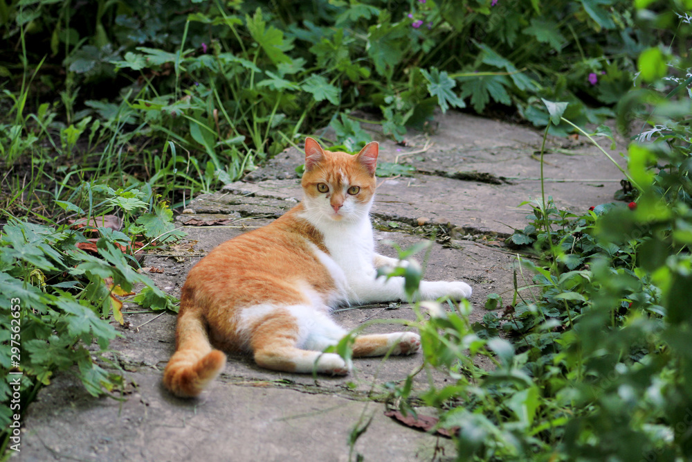Fototapeta premium Portrait of cute and sweet domestic multicolored playful cat enjoying in fun and game, resting in beautiful garden on nice day and nature environment with green vegetation. Happy cat and life of pet.