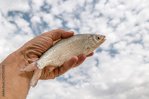 Fish roach in hand close-up