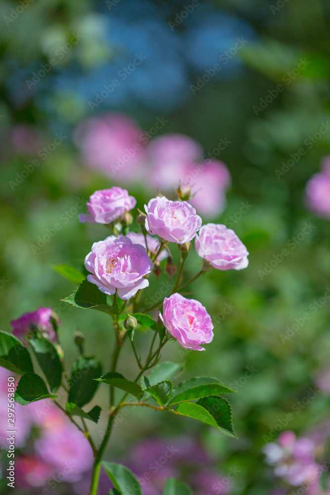 Rose flower, seven sister flower close-up, blooming outdoors in spring after the rain,Rosa multiflora Thunb. var. carnea Thory Rose flower, seven sister flower close-up, blooming outdoors in spring after the rain,Rosa multiflora Thunb. var. carnea Thory