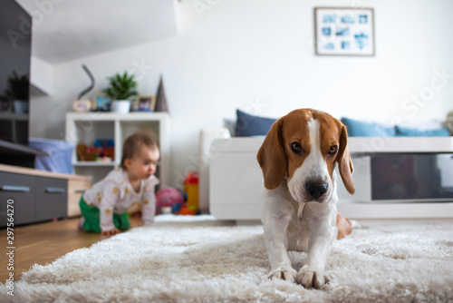 Adorable beagle dog on carpet. Baby on all fours in background. © Przemyslaw Iciak