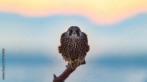 Fotografia Peregrine Falcon perched on the beach at sunrise.