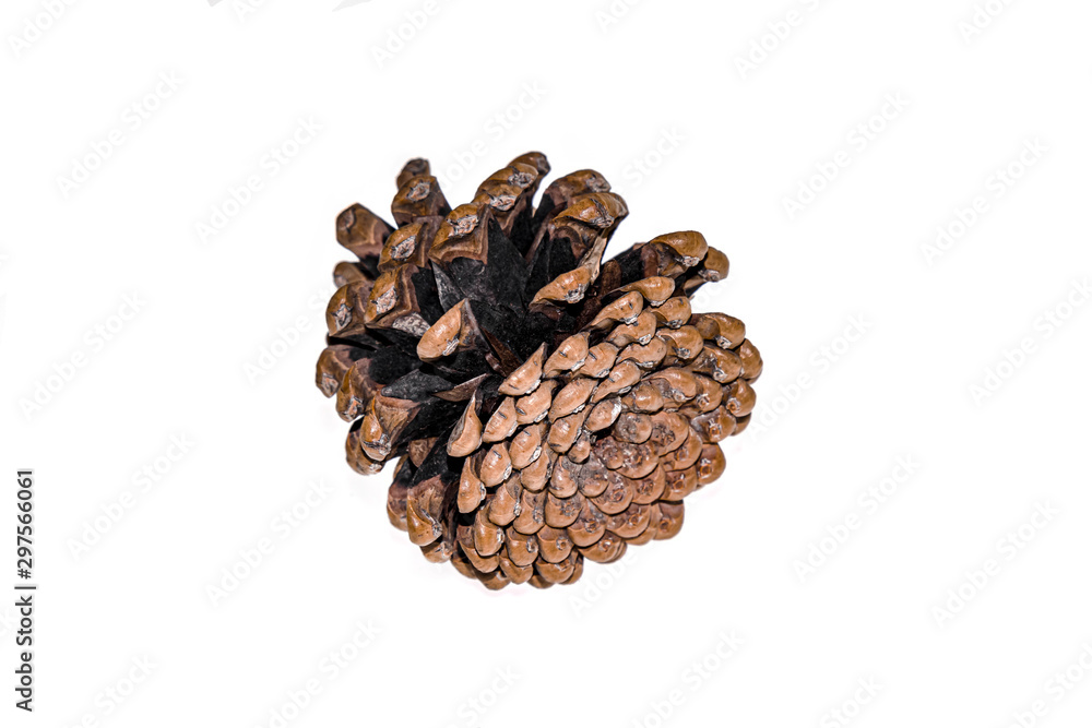 Dry pine cone on a white background Dry pine cone on a white background