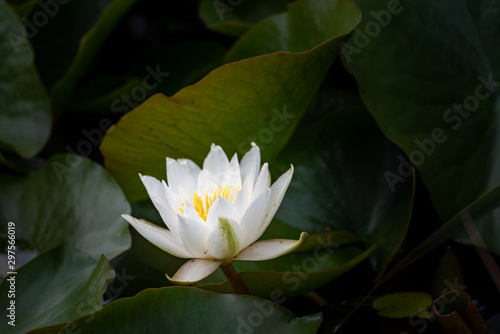 A white waterlily and green lily pads on a pond.