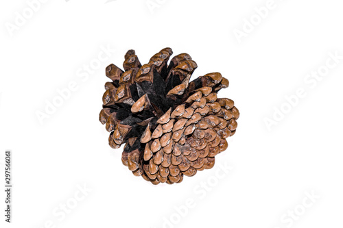 Dry pine cone on a white background