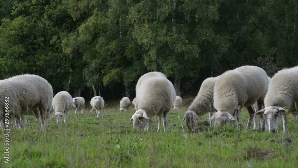herd of sheep grazing in farmland herd of sheep grazing in farmland
