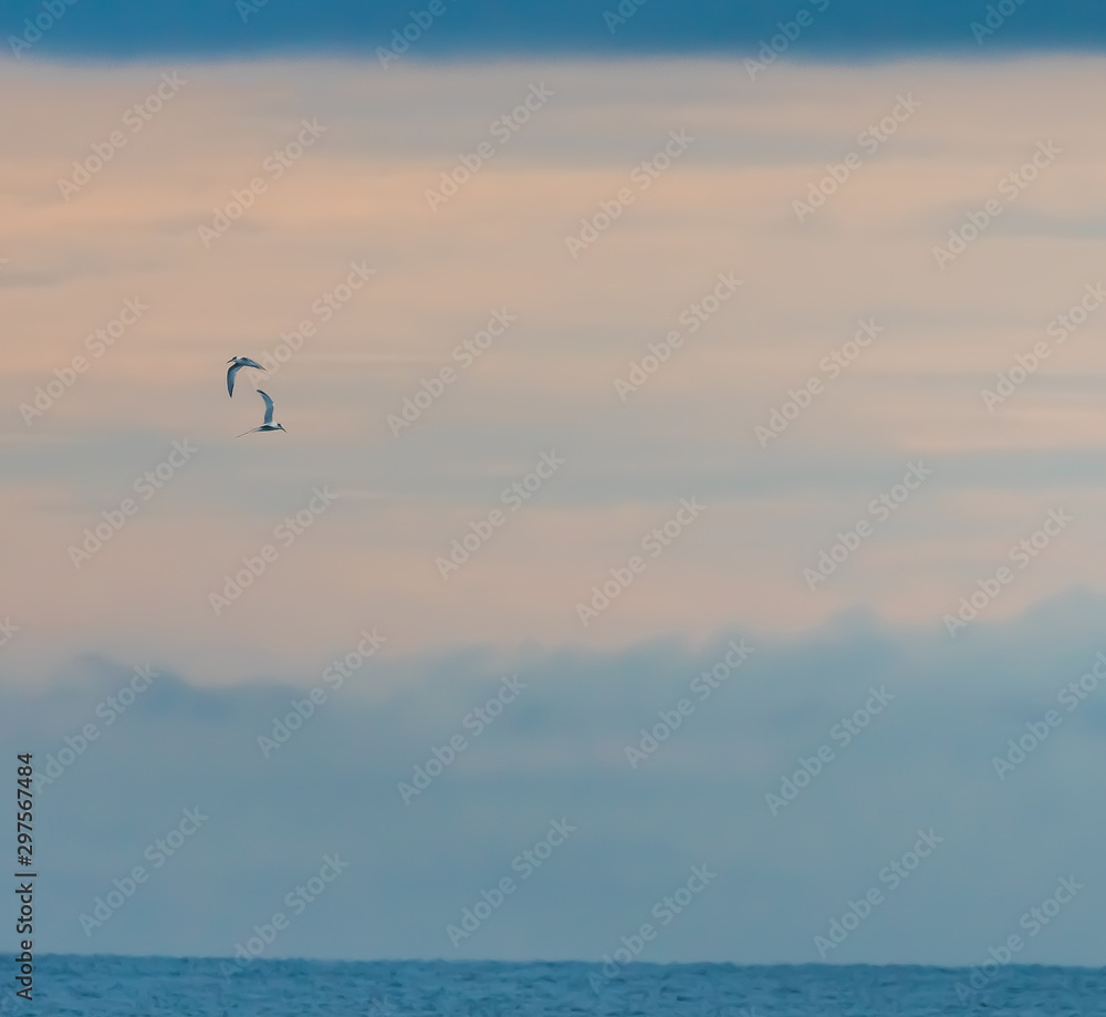 birds in the sky at sunset, by the beach