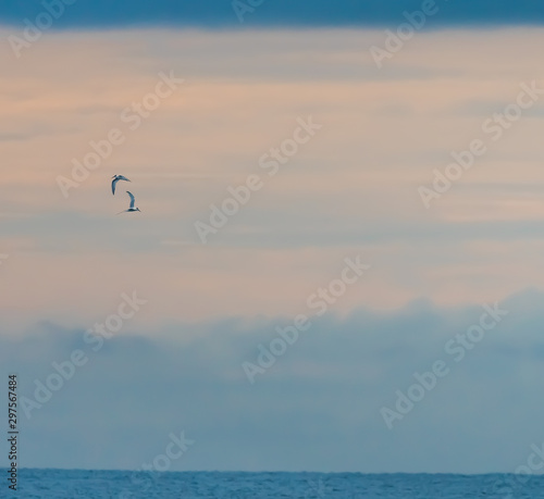 birds in the sky at sunset, by the beach