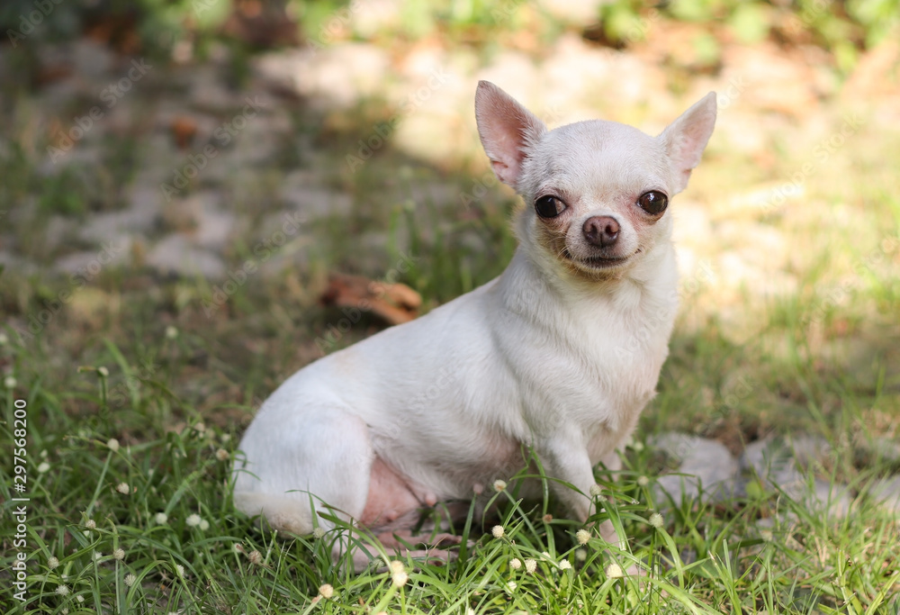 White short hair Chihuahua sitting on grass