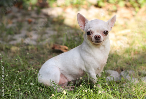 White short hair Chihuahua sitting on grass © Phuttharak