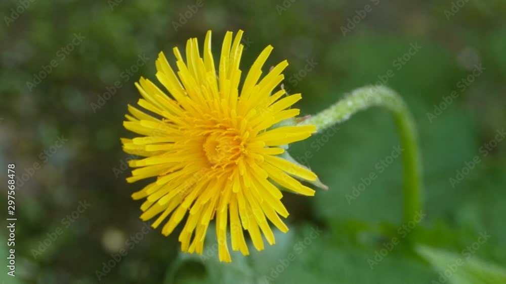 flower yellow dandelion close to, blurred background flower yellow dandelion close to, blurred background