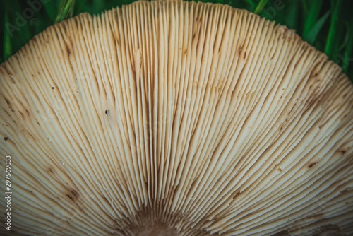 Mushroom - Garden Fungi