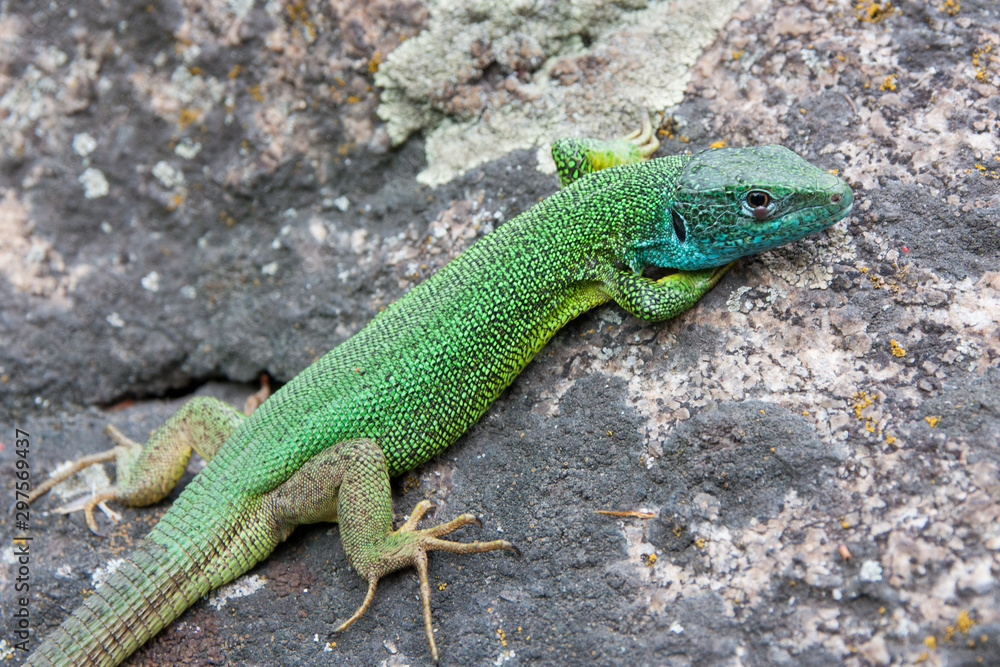 Lizard Lizard