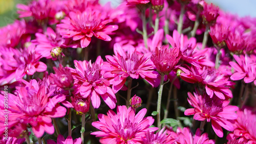 Autumn chrysanthemum flowers in pots.